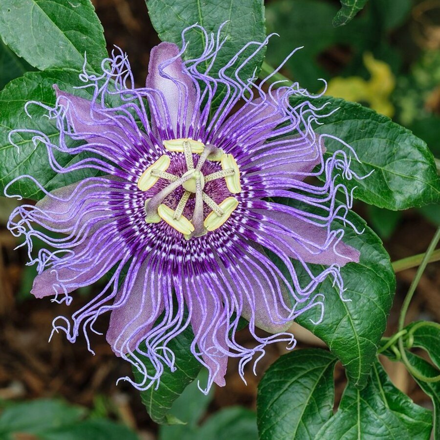 Flowering Plants and Trees West Palm Beach | 3 Great Native Plan