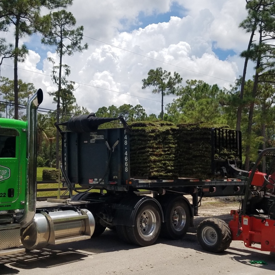Sod for Sale West Palm Beach | Is Sod Better than Seed?