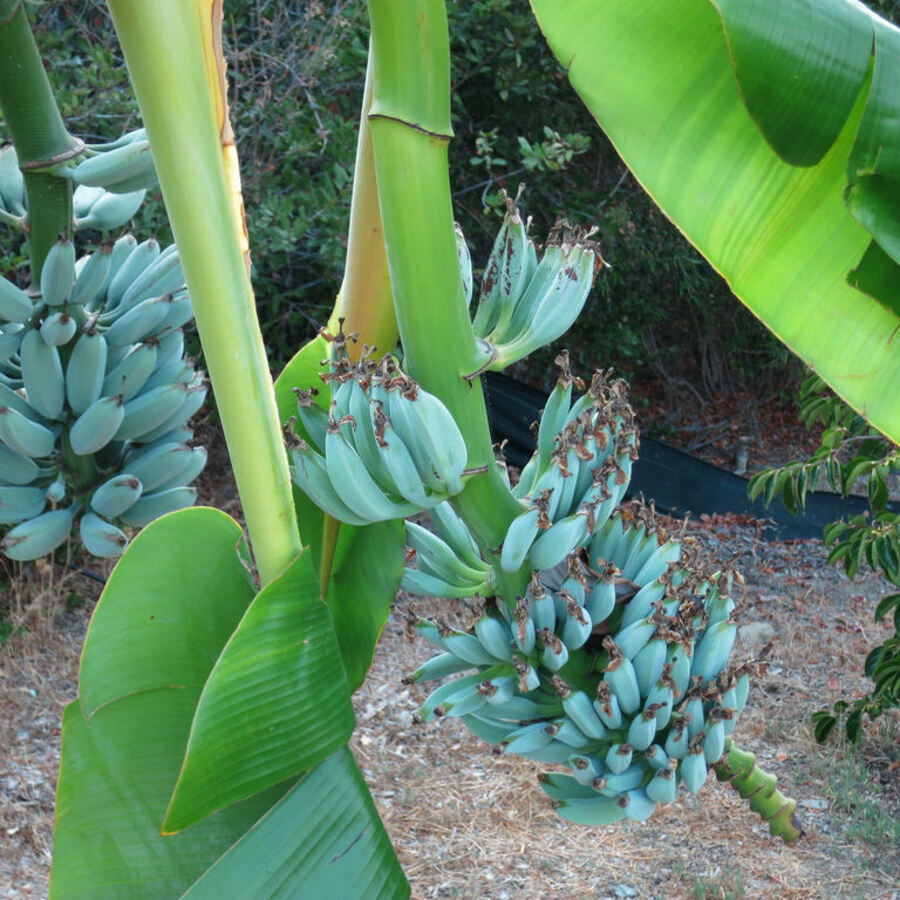Loxahatchee Garden Center | The Ice Cream Banana