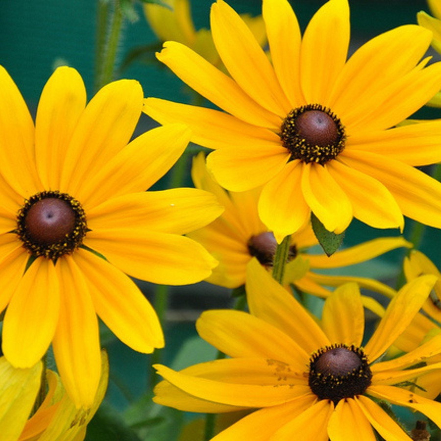 Flowering Plants and Trees West Palm Beach | 4 Drought Friendly 