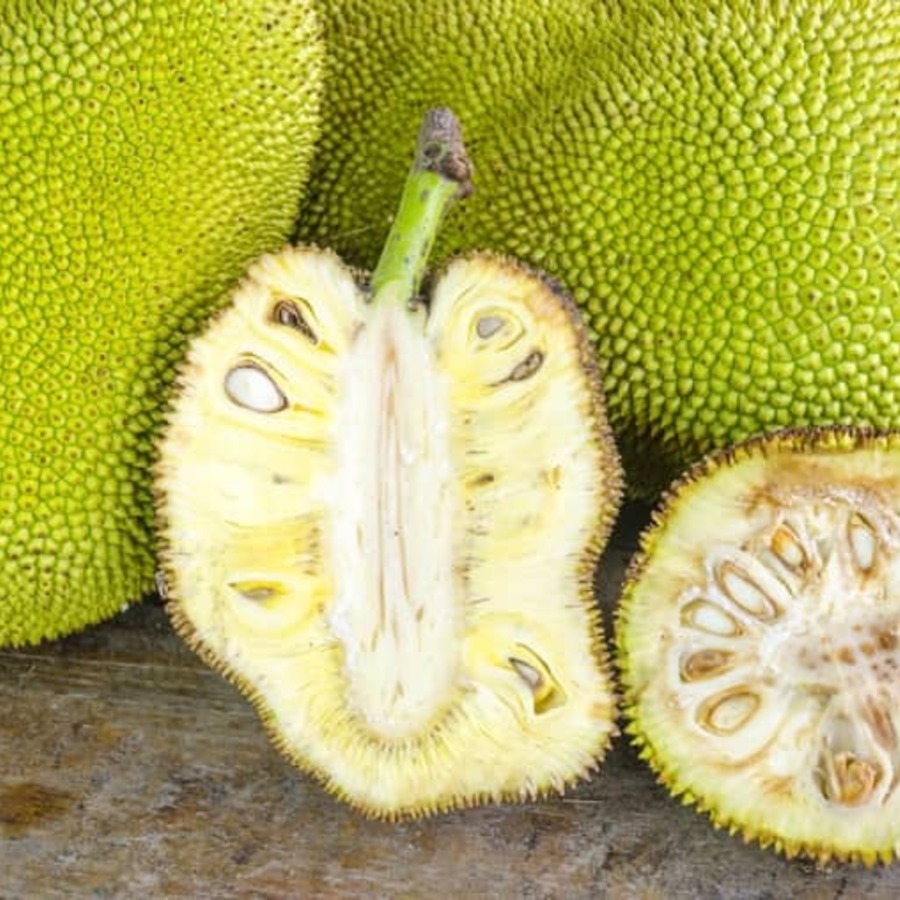 The Jackfruit 