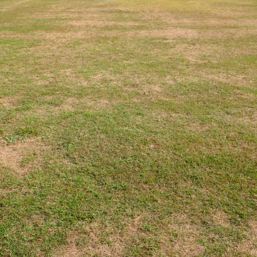 4 Reasons Why Your Lawn Looks Ugly - A One Stop Garden Shop