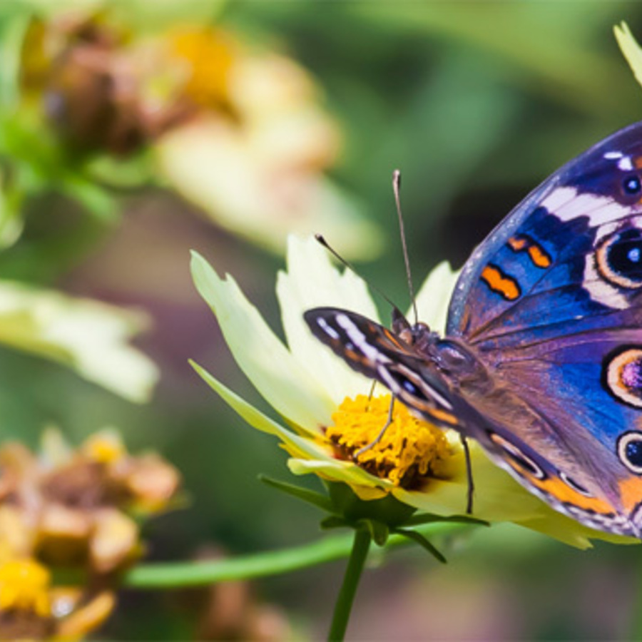 Planting for Butterflies 