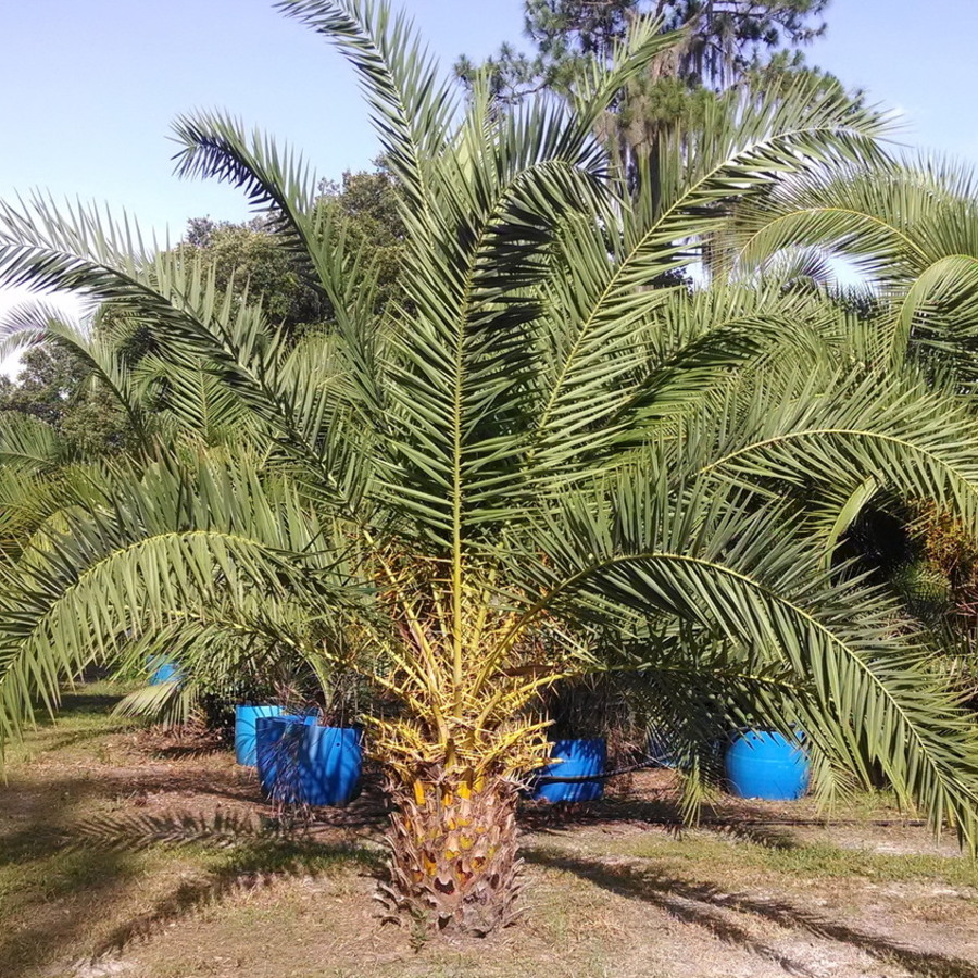 Popular Palms