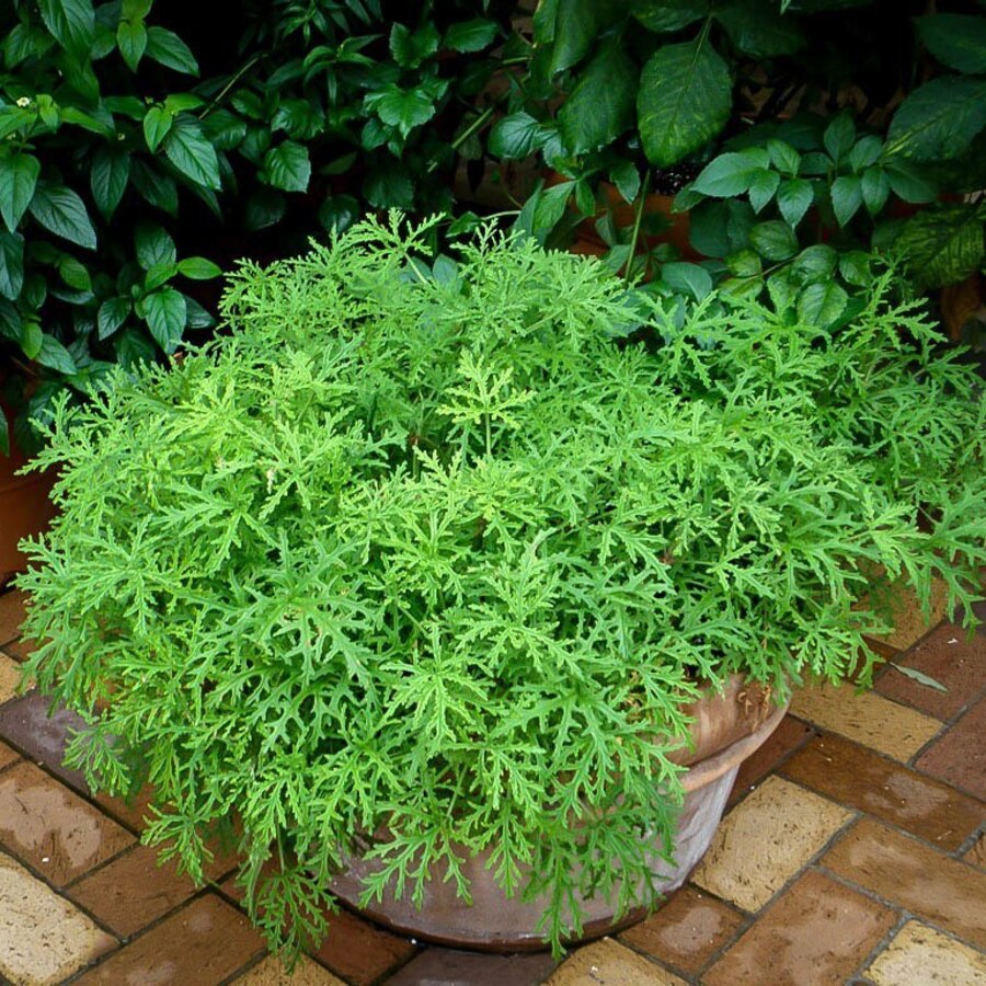 Citronella for Mosquitoes