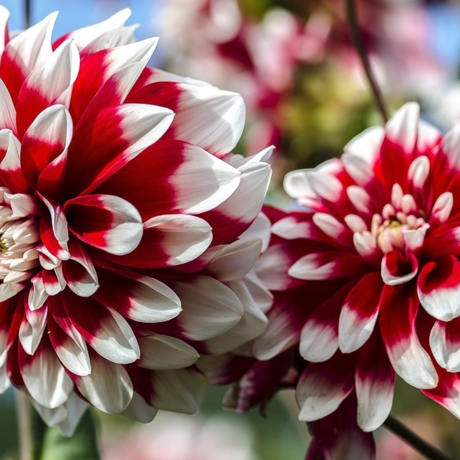Delivery Decorative Rocks | Flowers for Spring