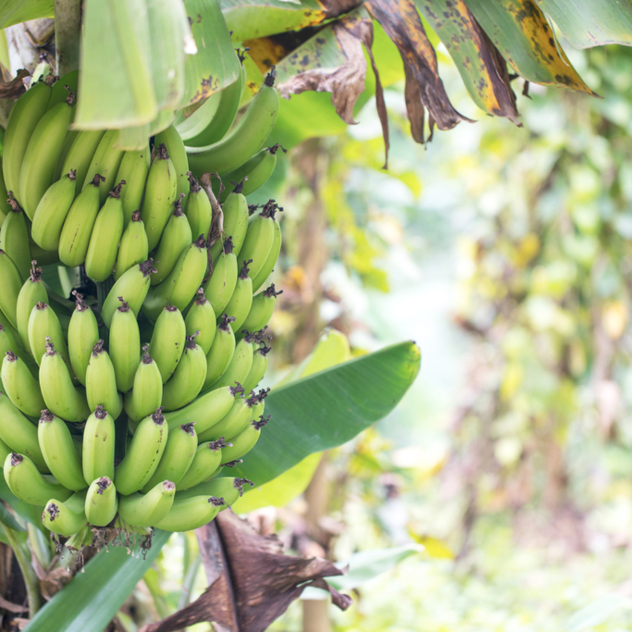 Sod for Sale West Palm Beach | Growing Banana Plants 