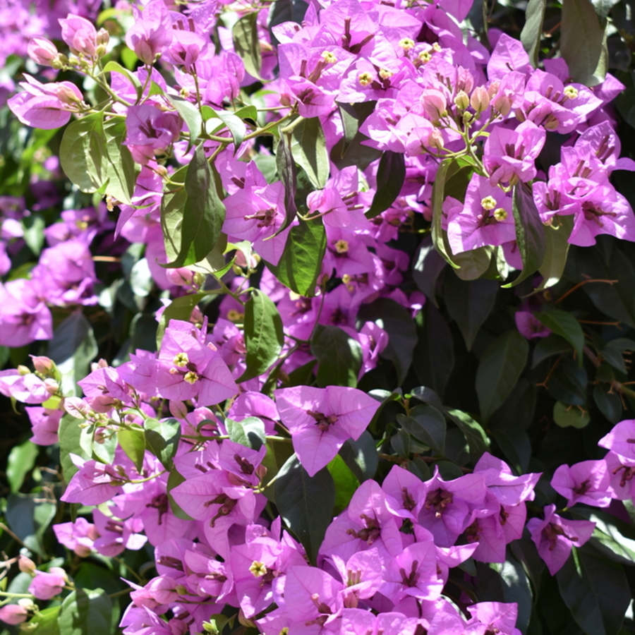 About Bougainvillea
