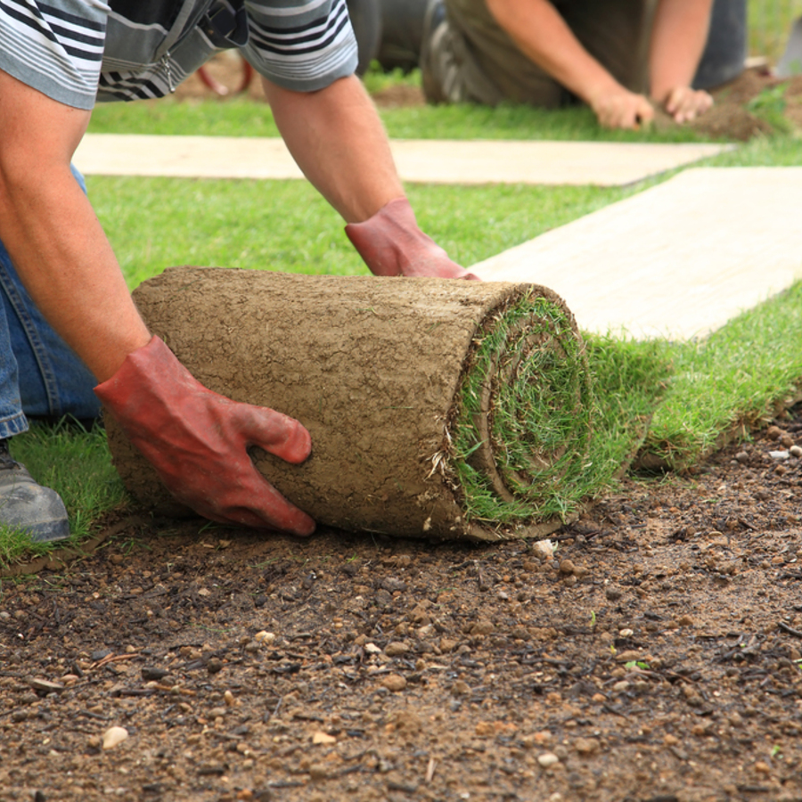 Why You Should Install a Sod Lawn