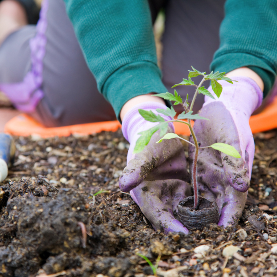 Loxahatchee Garden Center | Fall Vegetables
