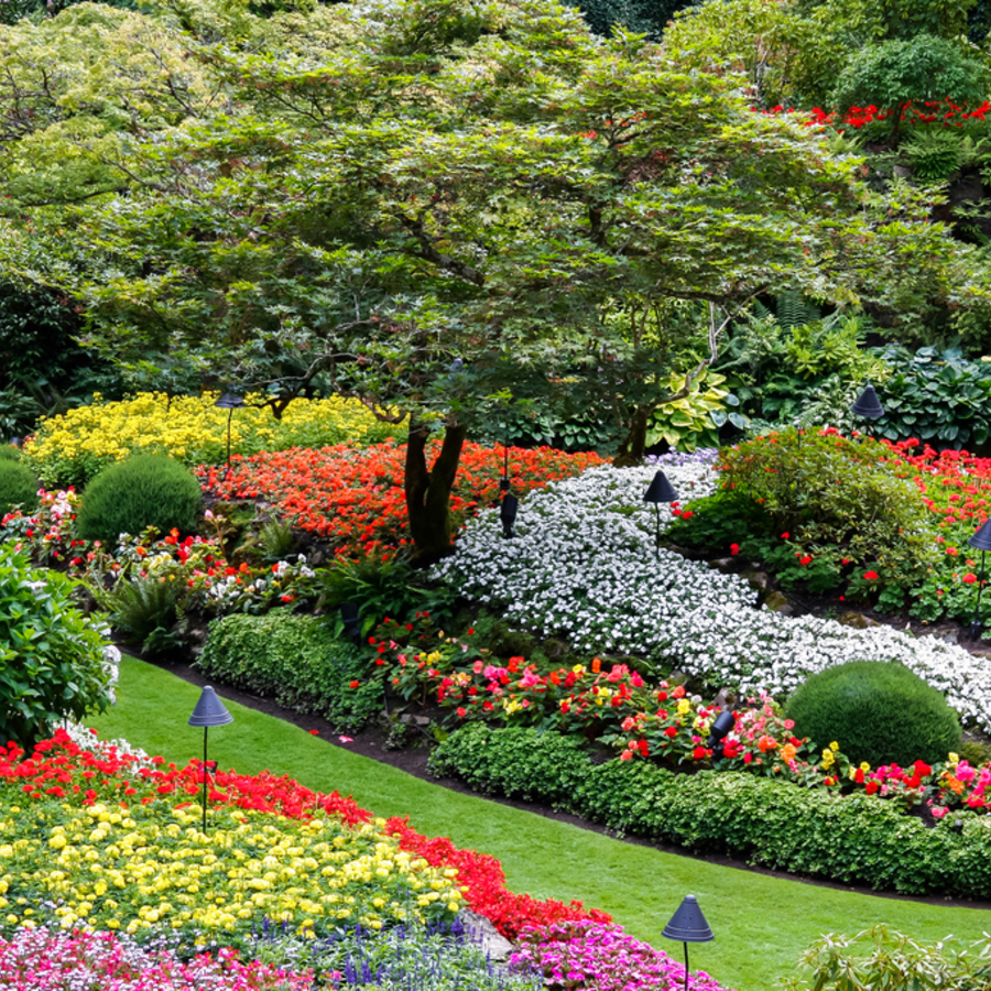 4 Key Benefits of Planting Trees in Your Garden