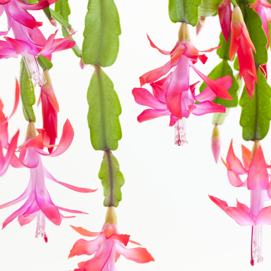 Christmas Cactus