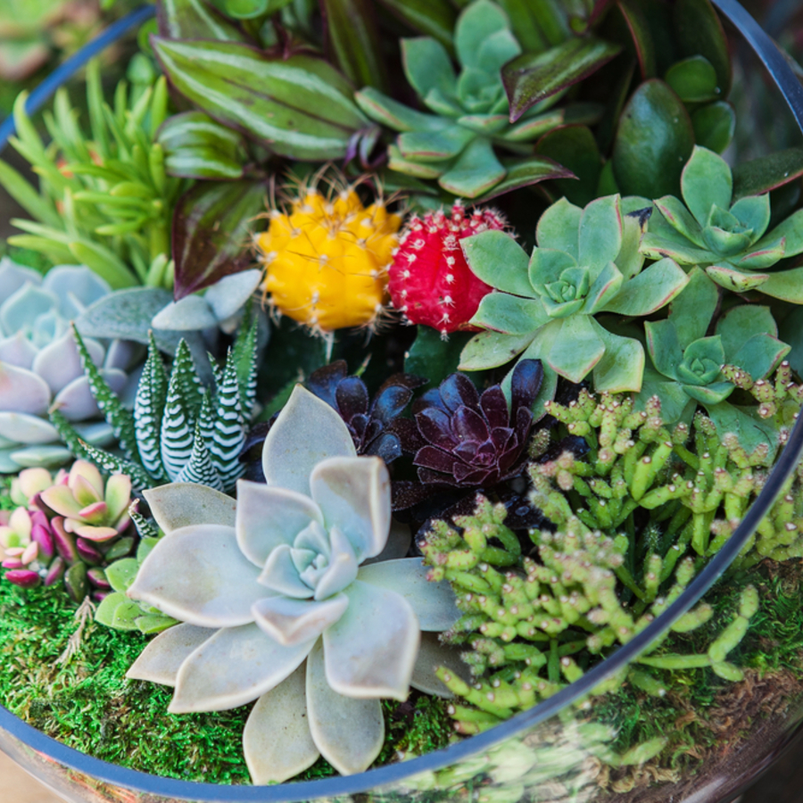 Cactus and Succulents for Sale | Growing Succulents 