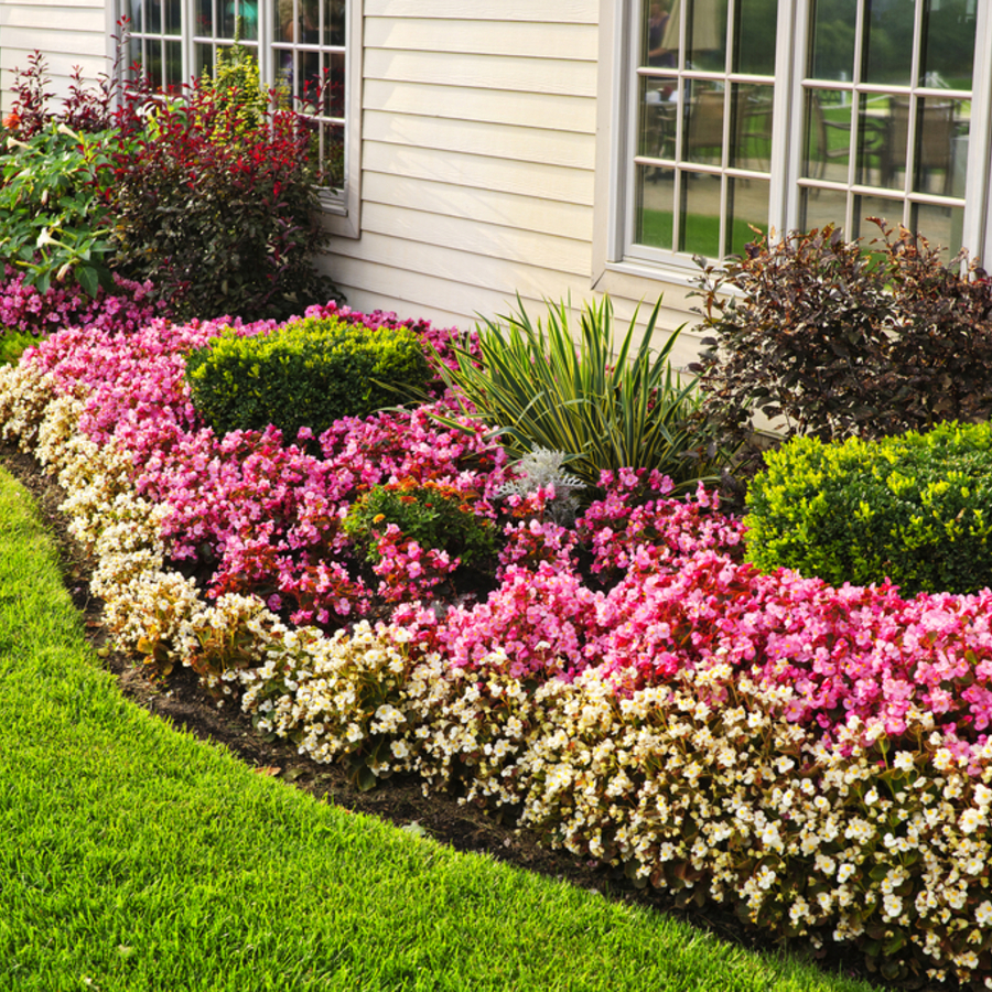 Flowering Plants and Trees West Palm Beach | Top Choices for Flo
