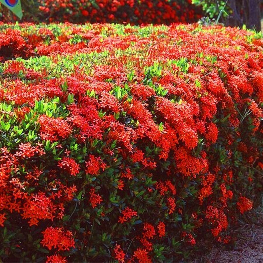 IXORAS HAVE AMAZING COLORS & LOW MAINTENANCE 