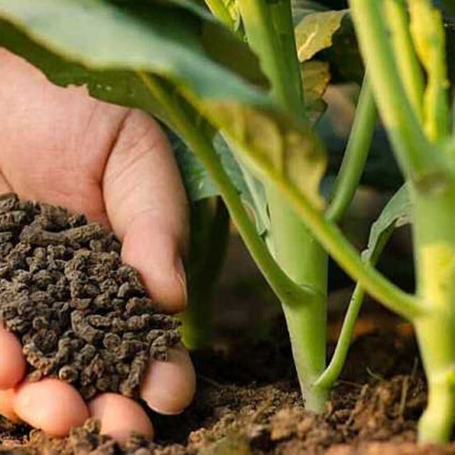 The Importance of Fertilizer