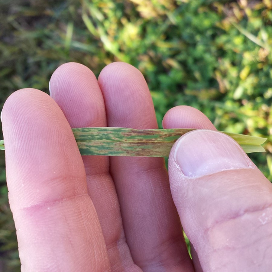Lethal Viral Necrosis Of Floratam St. Augustinegrass In Palm Bea