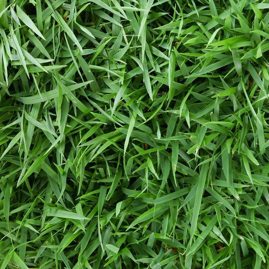 The Benefits of Sod 
