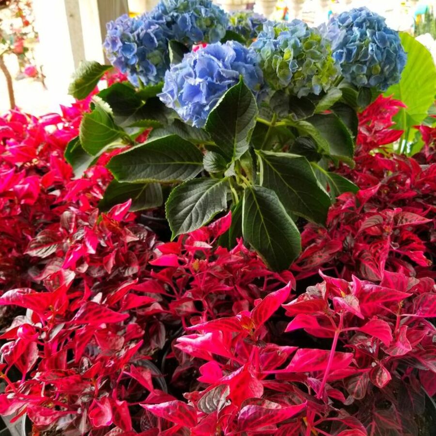 Plants That Attract Hummingbirds And Butterflies In Florida - A 