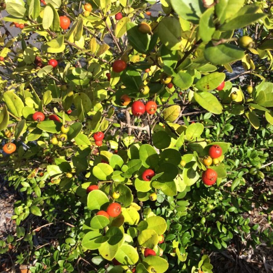 Fountains and Pottery South Florida | Trees for Birds