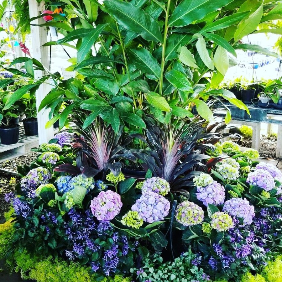 Gardening Solutions for Everyone