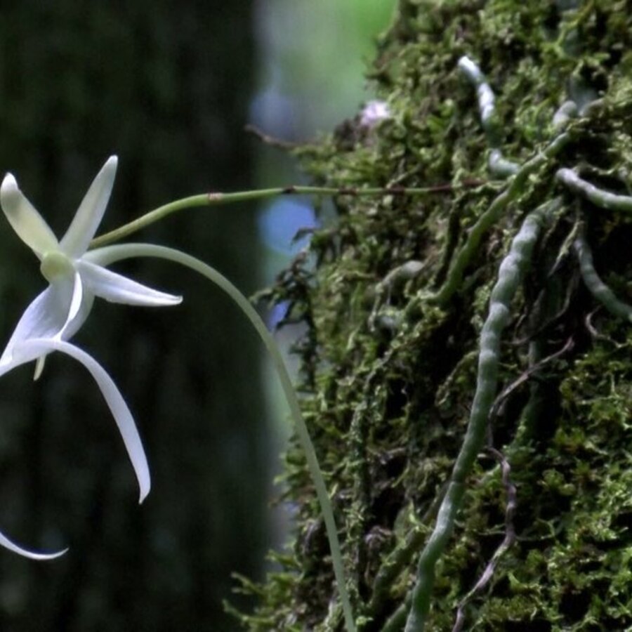 Rare Plants: The Ghost Orchid