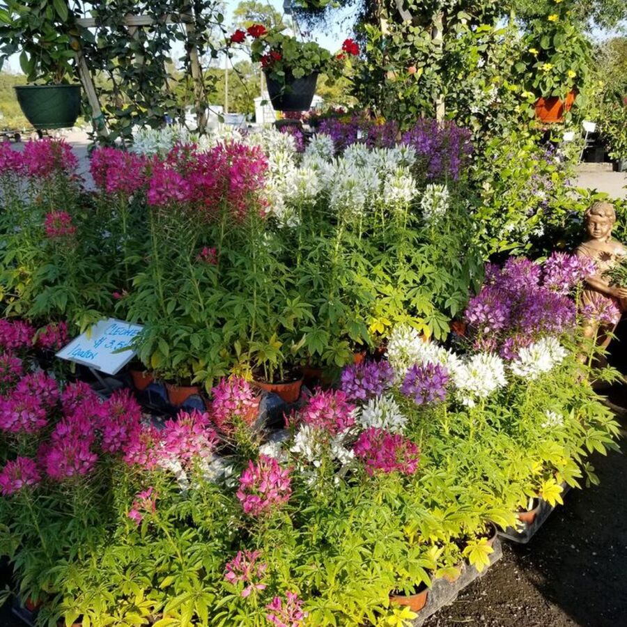 The Benefits of Organic Gardening