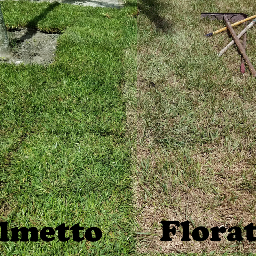 St Augustine Palmetto Sod - Learn About This St Augustine Cultiv