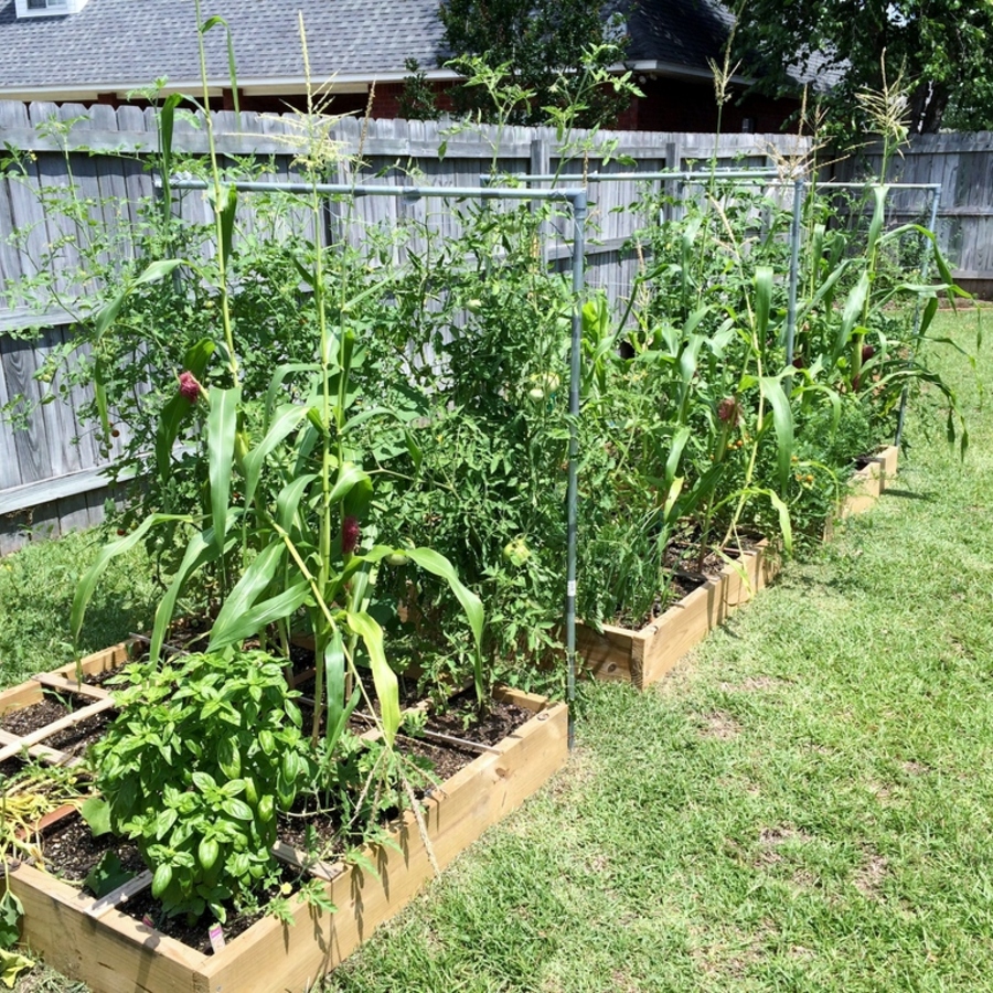 Winter Gardening Tips