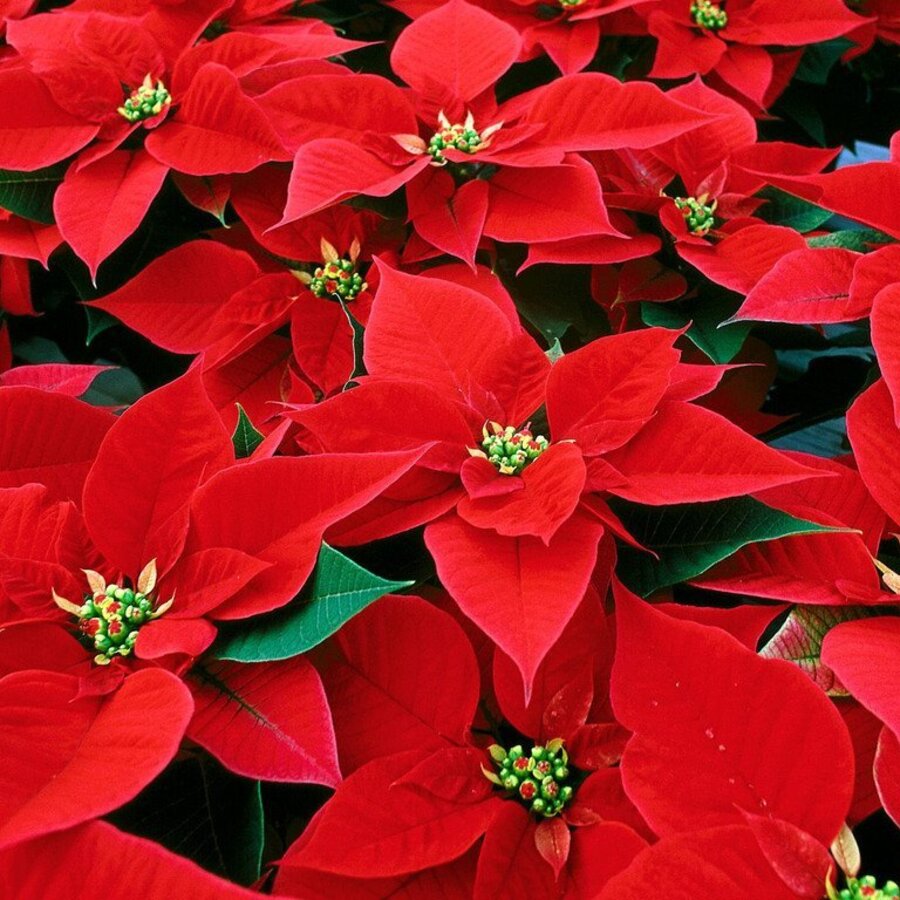 Garden Statuary South Fl | Poinsettias