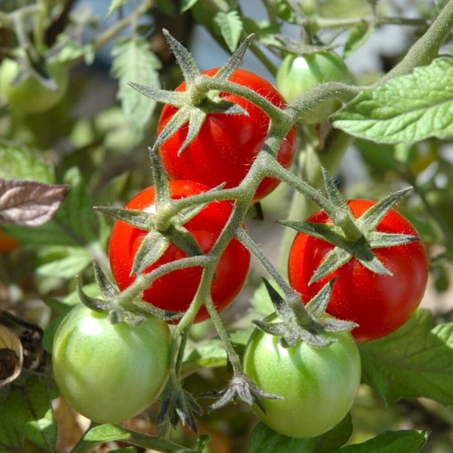 Tomato Tips