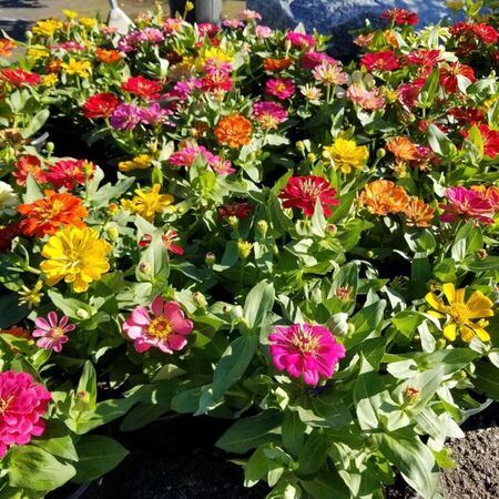 3 Tips for the New Gardener 