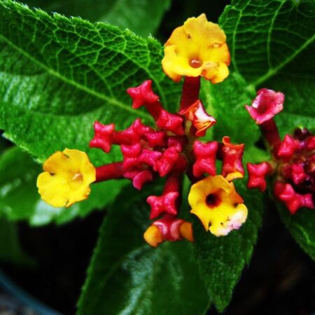 Benefits of Keeping Plants Indoors
