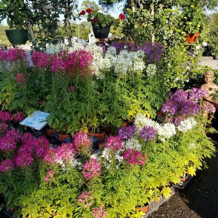 The Benefits of Organic Gardening