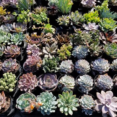 Zero-Scaping -Tips & Ideas for Drought Tolerant Gardens - A One 