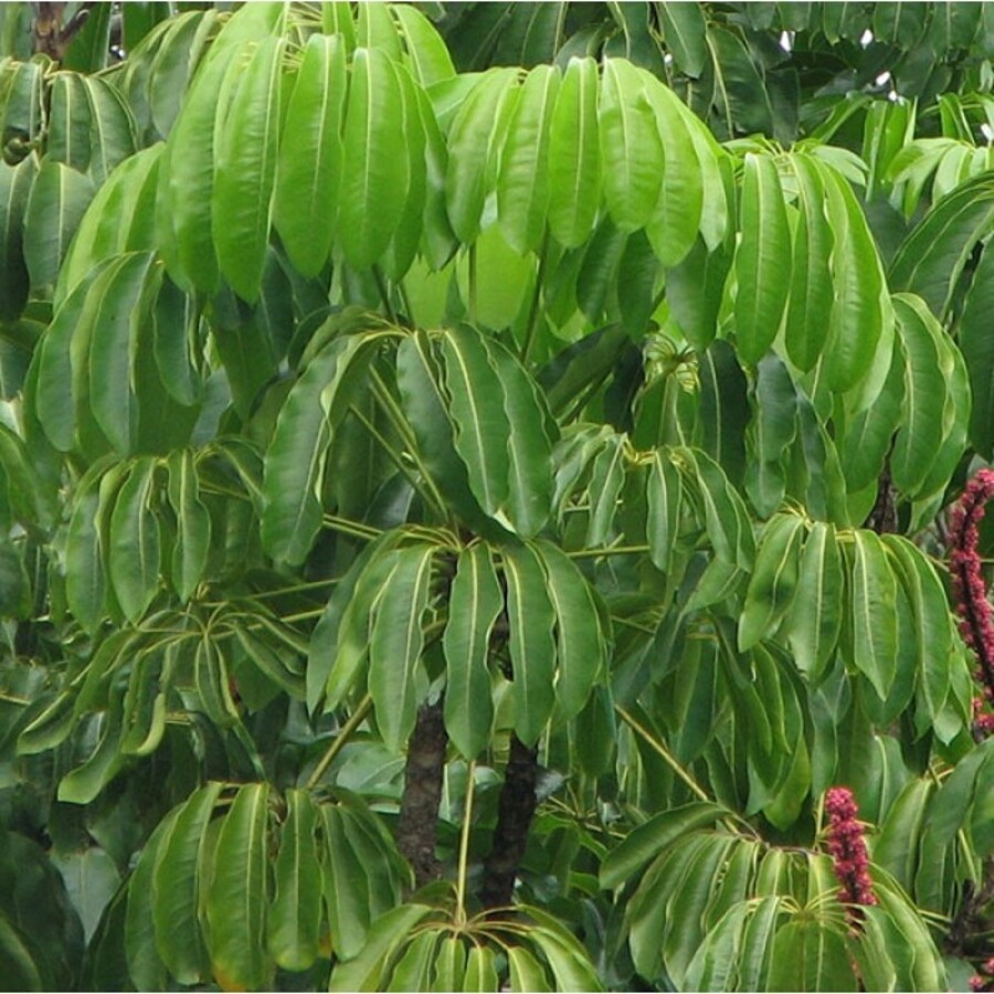 Invasive Species Of Plants