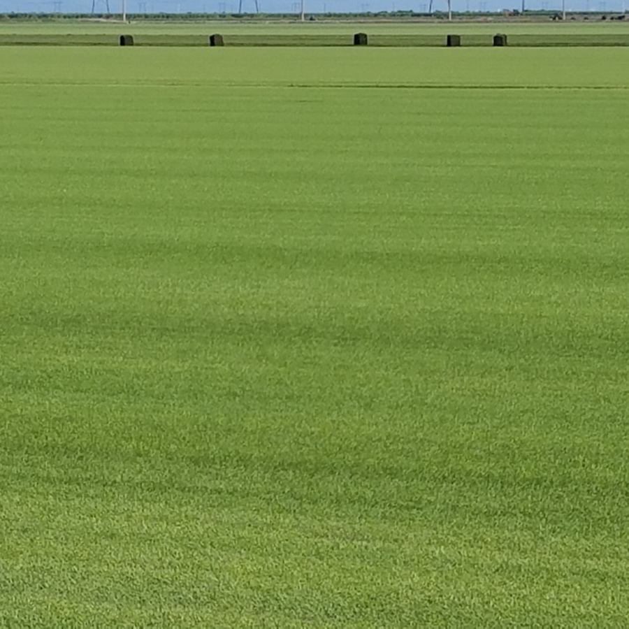 FNGLA Funding Leads To Breakthrough Turf Mix