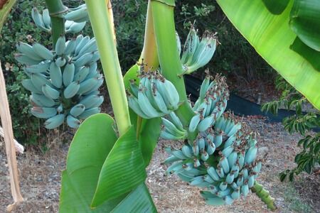 The Ice Cream Banana Plant