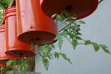 Upside-Down Veggies