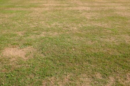 4 Reasons Why Your Lawn Looks Ugly