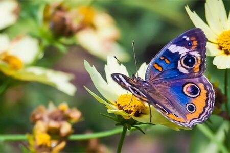 Planting for Butterflies 