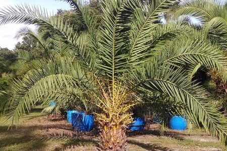 Popular Palms