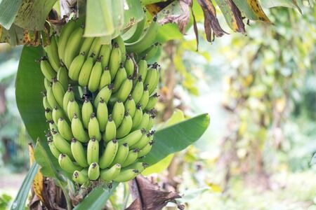 Growing Banana Plants 