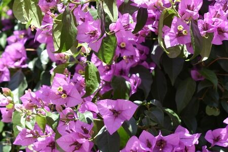 Bougainvillea: A Tropical Vining Shrub