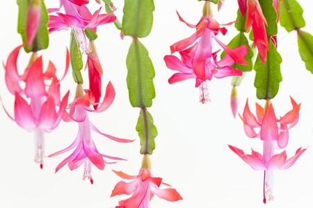 Christmas Cactus