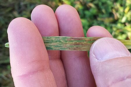 Floratam St. Augustinegrass Infected With Lethal Viral Necrosis