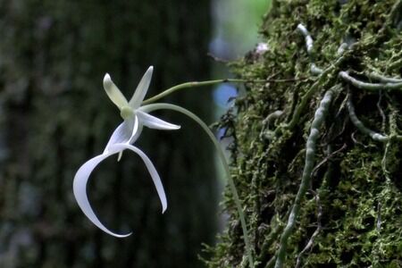 Rare Plants: The Ghost Orchid