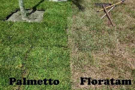 St Augustine Palmetto Sod