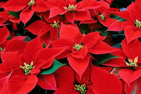 Poinsettias