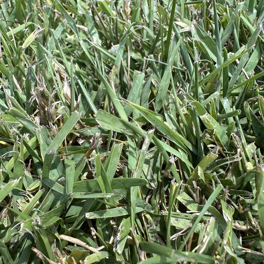 High Quality Sod